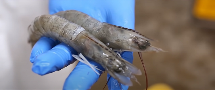 متابی‌‌سولفیت‌‌ سدیم و تأثیر آن بر کیفیت میگو